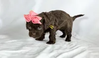 Cavapoo mix, a female Cavapoo for sale in Britton, MI – 5 of 7