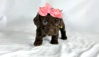 Cavapoo mix, a female Cavapoo for sale in Britton, MI – 7 of 7