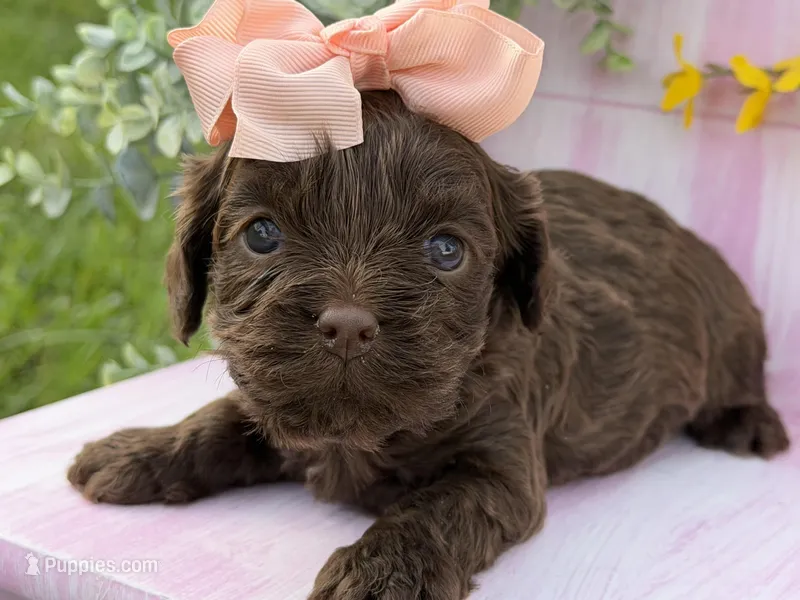 Cavapoo – Cavapoo puppy for sale in Britton, MI