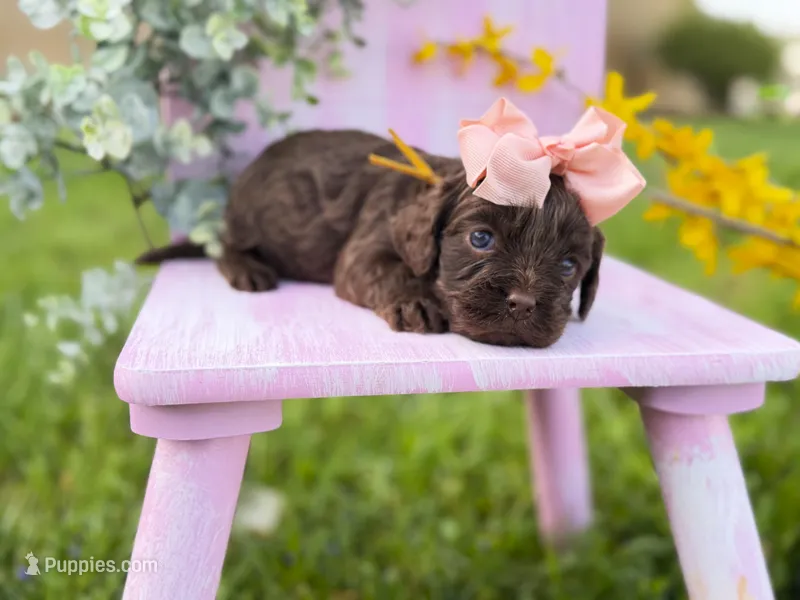 Cavapoo – Cavapoo puppy for sale in Britton, MI