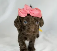 Cavapoo mix, a female Cavapoo for sale in Britton, MI – 3 of 7