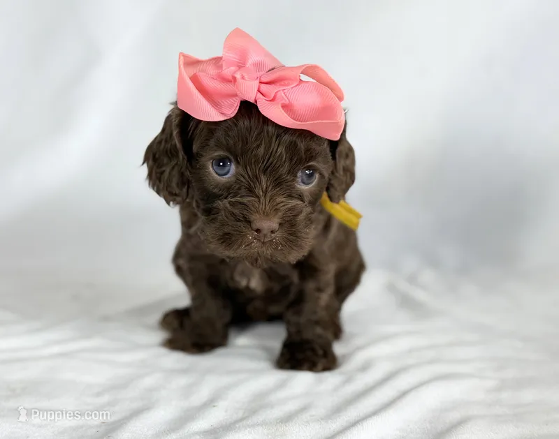 Cavapoo mix – Cavapoo puppy for sale in Britton, MI