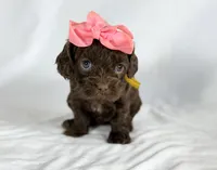 Cavapoo mix, a female Cavapoo for sale in Britton, MI – 6 of 7