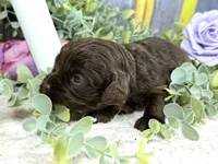 Cavapoo, a female Cavapoo for sale in Britton, MI – Photo 4 of 5