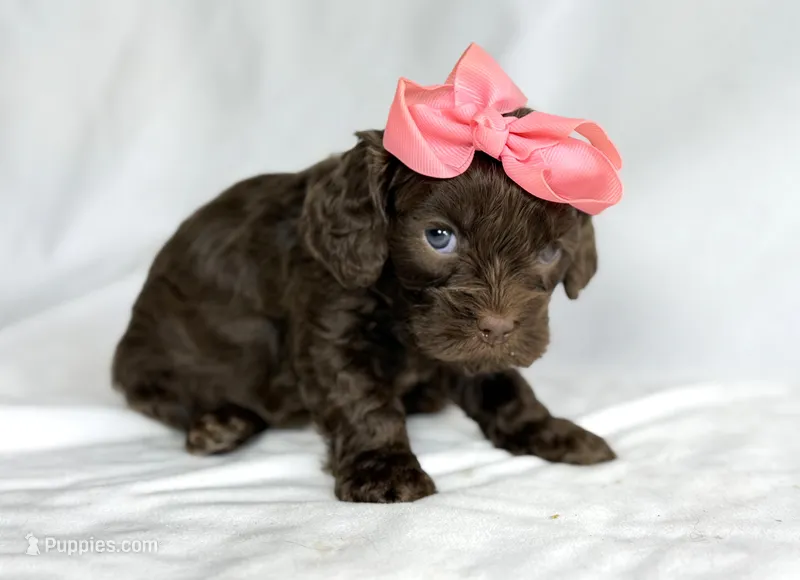 Cavapoo mix – Cavapoo puppy for sale in Britton, MI