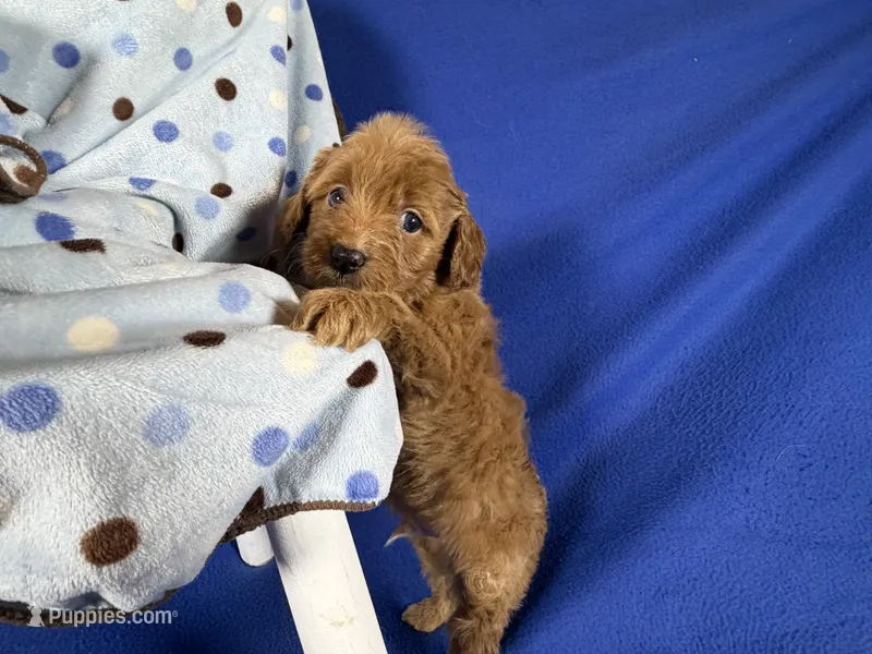 Cavapoo – Cavapoo puppy for sale in Britton, MI