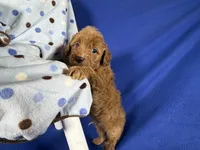 Cavapoo, a male Cavapoo for sale in Britton, MI – 1 of 7