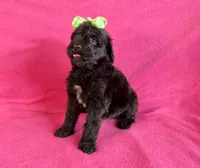 Newfypoo, a female Newfypoo for sale in Britton, MI – 3 of 6