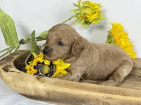 Cavapoo, a male Cavapoo for sale in Britton, MI – 3 of 5