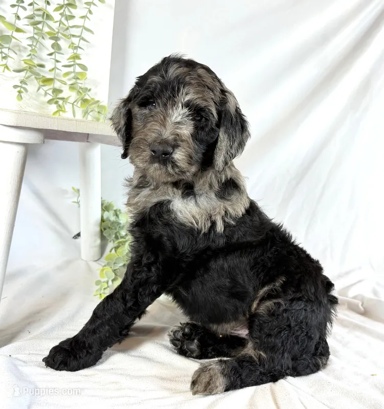 Newfypoo – Newfypoo puppy for sale in Britton, MI