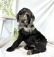 Newfypoo, a male Newfypoo for sale in Britton, MI – 1 of 7