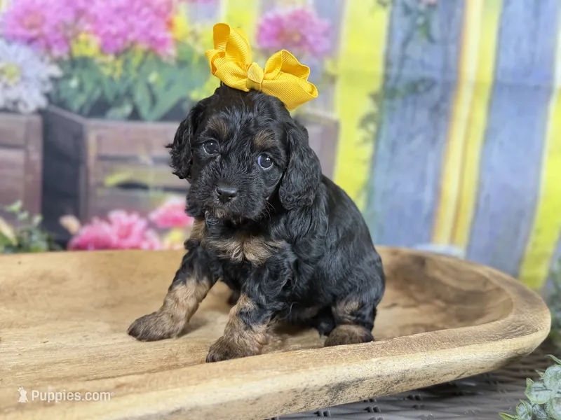 Cavapoo – Cavapoo puppy for sale in Britton, MI