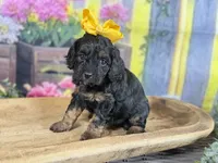 Cavapoo, a female Cavapoo for sale in Britton, MI – 3 of 3