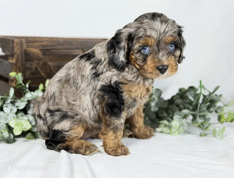 Cavapoo – Cavapoo puppy for sale in Britton, MI