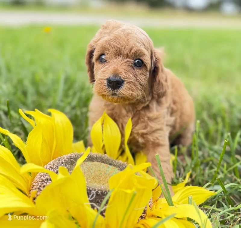 Cavapoo – Cavapoo puppy for sale in Britton, MI