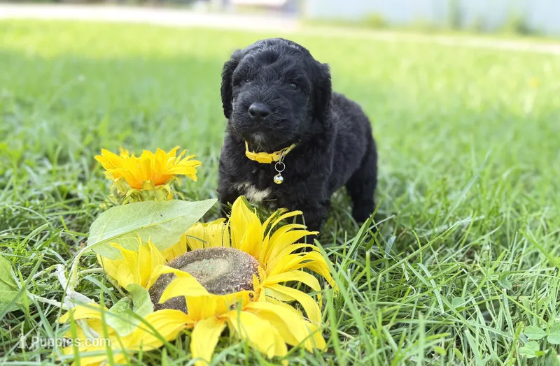 Newfypoo – Newfypoo puppy for sale in Britton, MI