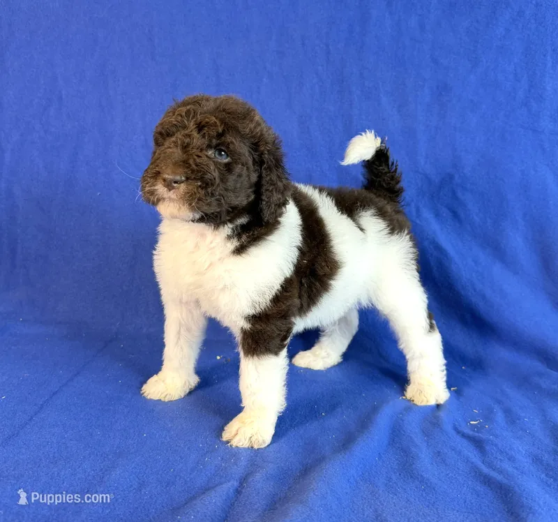 Newfypoo – Newfypoo puppy for sale in Britton, MI