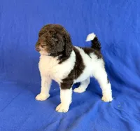 Newfypoo, a male Newfypoo for sale in Britton, MI – 2 of 7