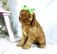 Cavapoo, a female Cavapoo for sale in Britton, MI – 5 of 7
