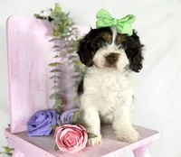 Cavapoo, a female Cavapoo for sale in Britton, MI – 5 of 7