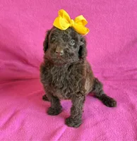 Newfypoo, a female Newfypoo for sale in Britton, MI – 4 of 7
