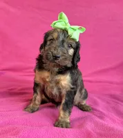 Newfypoo, a female Newfypoo for sale in Britton, MI – 4 of 6