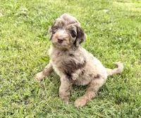 Newfypoo, a male Newfypoo for sale in Britton, MI – 5 of 5