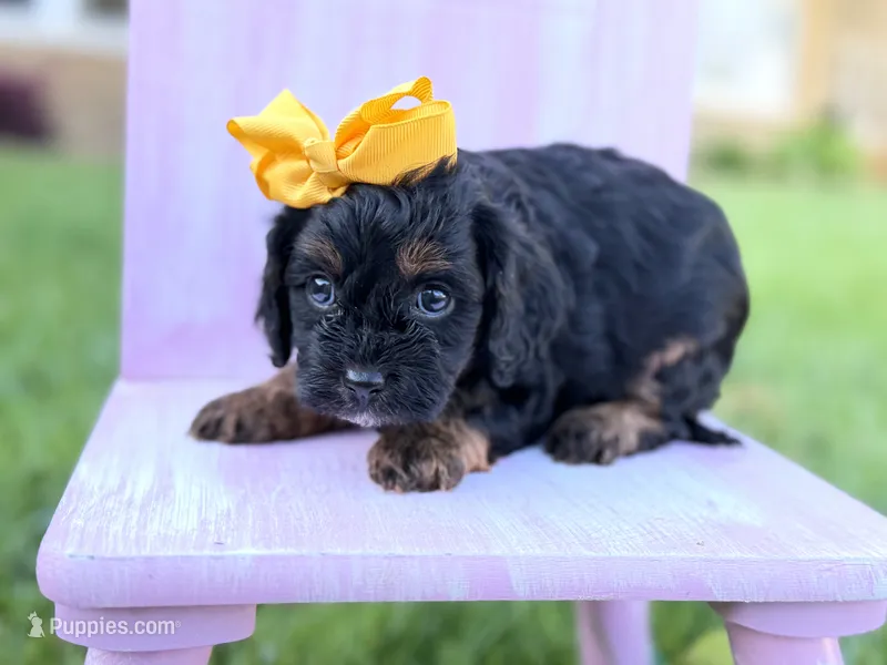 Cavapoo – Cavapoo puppy for sale in Britton, MI