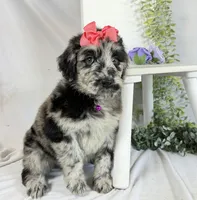 Newfypoo, a female Newfypoo for sale in Britton, MI – 2 of 5