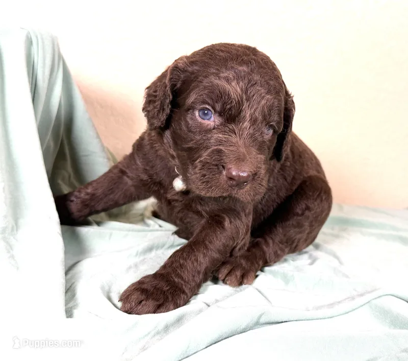 Newfypoo – Newfypoo puppy for sale in Britton, MI