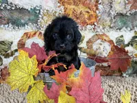 Cavapoo, a male Cavapoo for sale in Britton, MI – 5 of 5