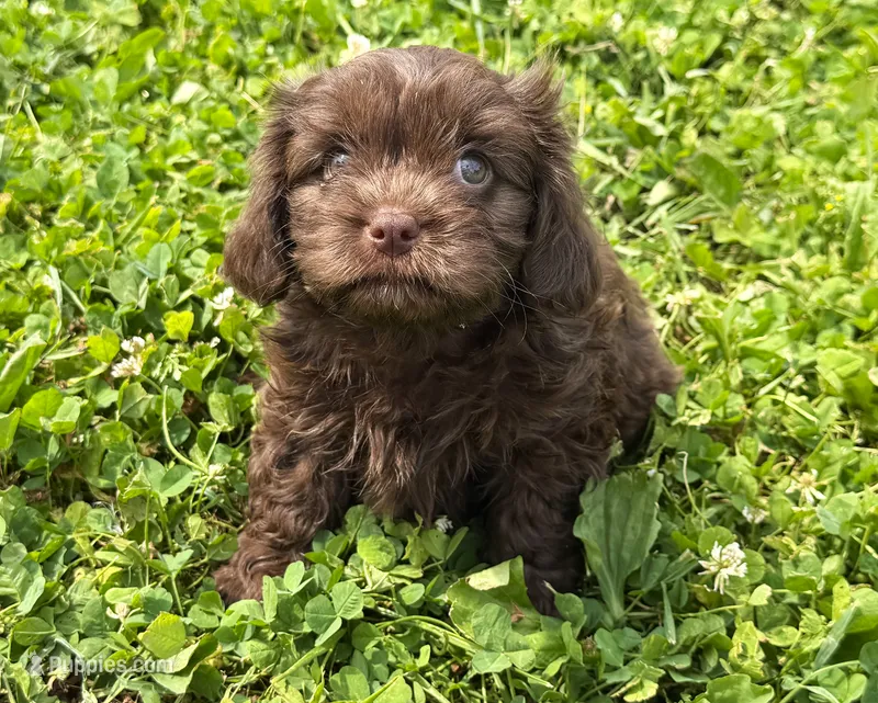 Cavapoo mix – Cavapoo puppy for sale in Britton, MI