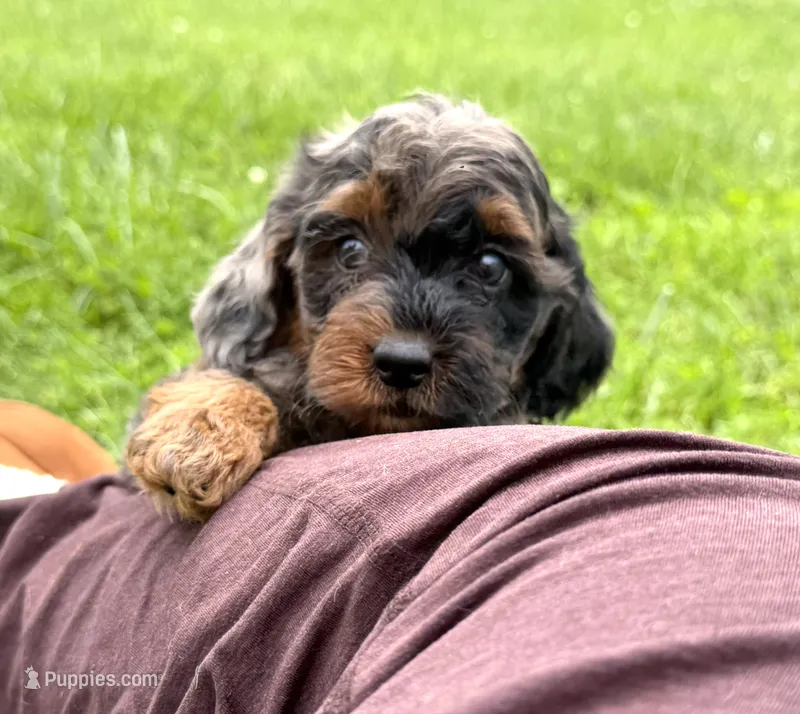 Cavapoo  – Cavapoo puppy for sale in Britton, MI