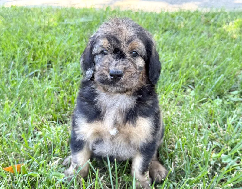 Newfypoo – Newfypoo puppy for sale in Britton, MI