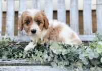 Cavapoo, a male Cavapoo for sale in Britton, MI – 8 of 9