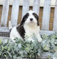 Cavapoo, a male Cavapoo for sale in Britton, MI – 7 of 9