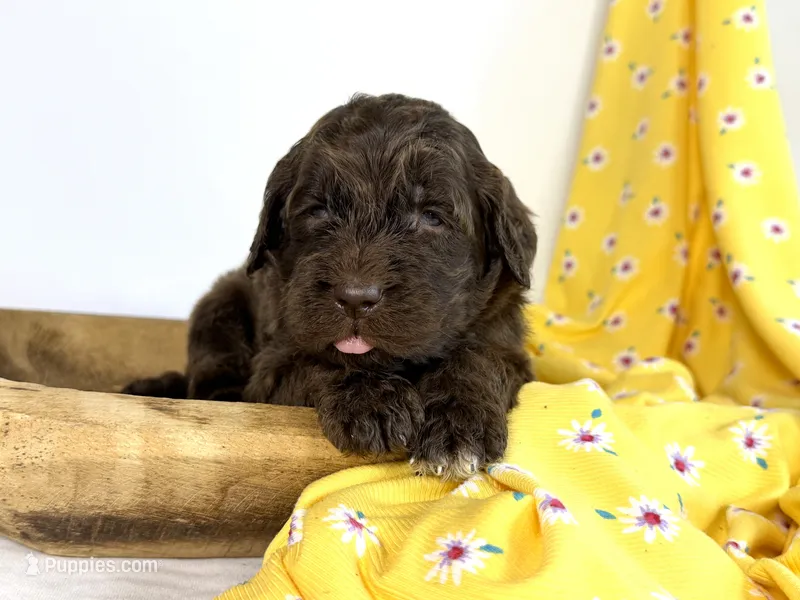 Newfypoo – Newfypoo puppy for sale in Britton, MI