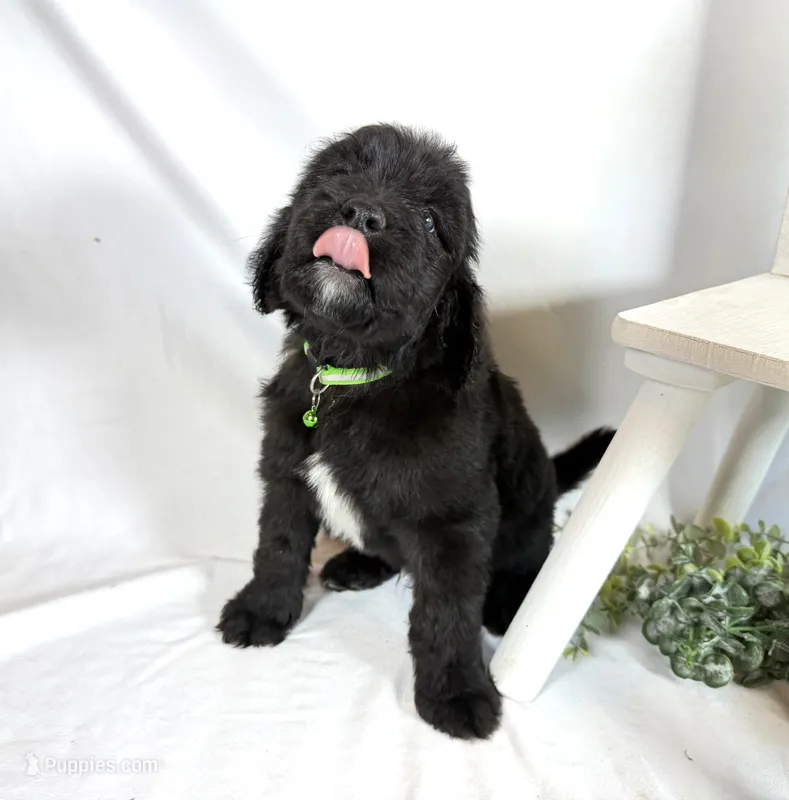 Newfypoo – Newfypoo puppy for sale in Britton, MI