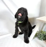 Newfypoo, a male Newfypoo for sale in Britton, MI – 1 of 5