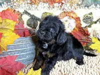 Cavapoo, a male Cavapoo for sale in Britton, MI – 2 of 5
