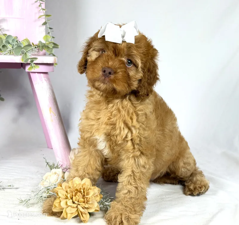 Cavapoo – Cavapoo puppy for sale in Britton, MI