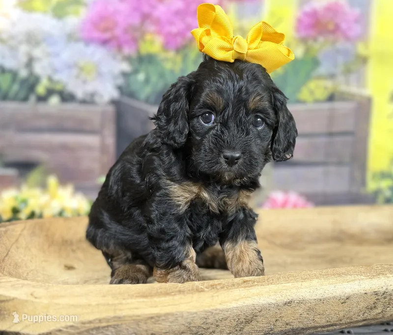 Cavapoo – Cavapoo puppy for sale in Britton, MI