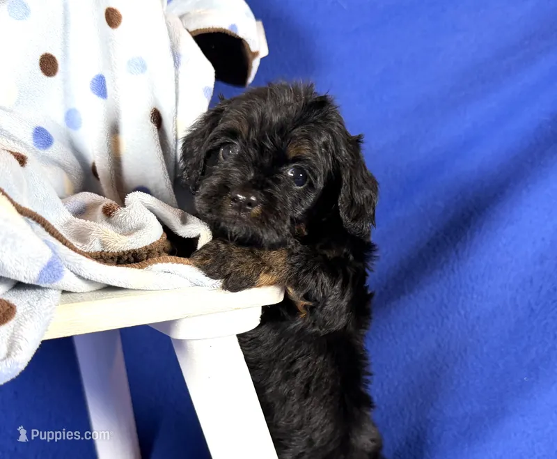 Cavapoo – Cavapoo puppy for sale in Britton, MI
