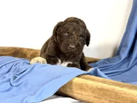 newfypoo, a male Newfypoo for sale in Britton, MI – 2 of 5