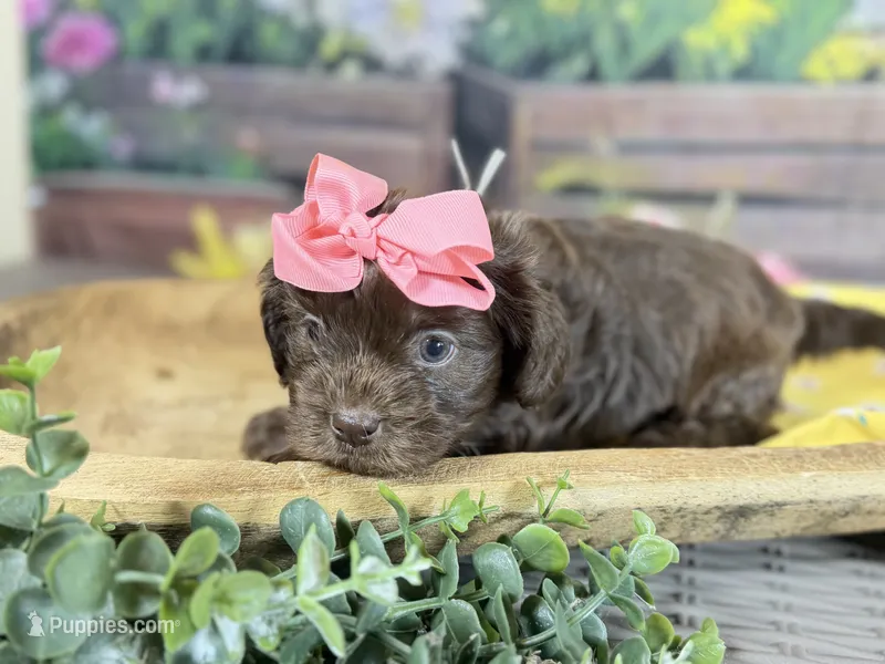 Cavapoo mix – Cavapoo puppy for sale in Britton, MI