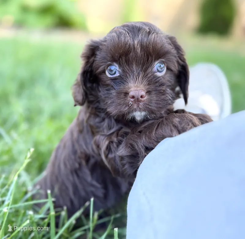 Cavapoo mix – Cavapoo puppy for sale in Britton, MI
