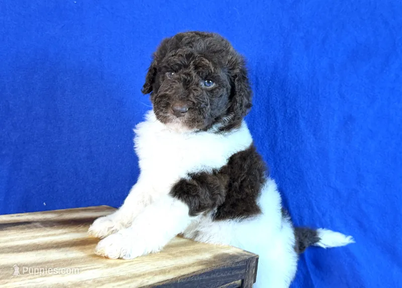 Newfypoo – Newfypoo puppy for sale in Britton, MI