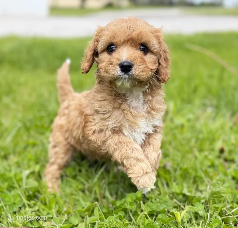 Cavapoo – Cavapoo puppy for sale in Britton, MI