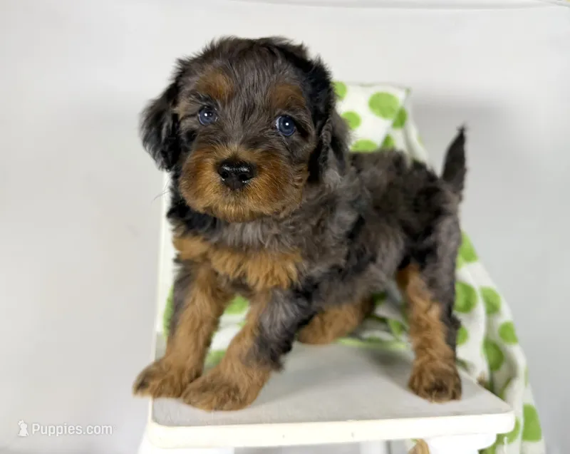 Cavapoo – Cavapoo puppy for sale in Britton, MI