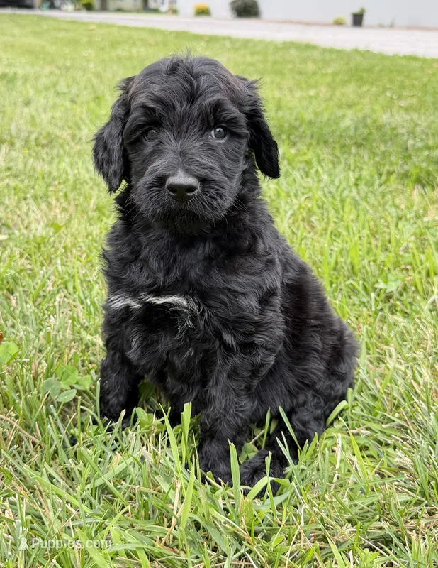 Newfypoo – Newfypoo puppy for sale in Britton, MI